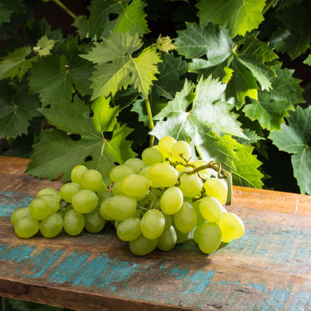 Healthy fruits fresh White wine grapes on the table in the vineyard, wine grapes, green grapes plant background, ready to eat, new harvestの写真素材