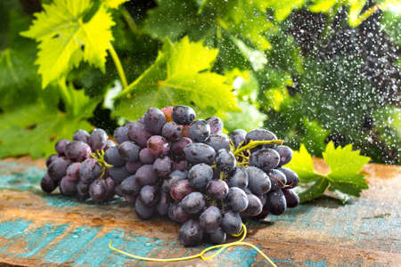 Healthy fruits Red wine grapes in the vineyard, dark grapes/ blue grapes/wine grapes,  bunch of grapes on the wooden table ready to eat, rain outsideの写真素材