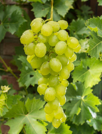 Healthy fruits White wine grapes riping in the vineyard, wine grapes, green grapes plant, ready to harvestの写真素材