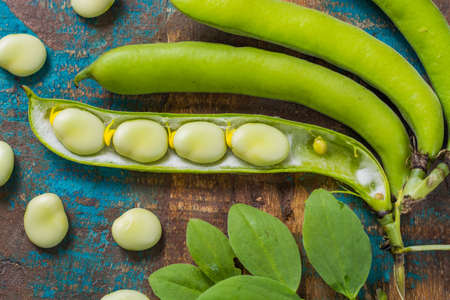 Healthy fresh legumes, new harvest on broad lima white big beansの写真素材