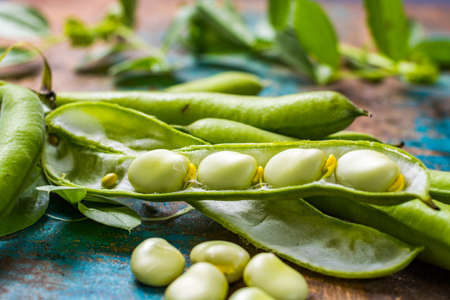 Healthy fresh legumes, new harvest on broad lima white big beansの写真素材
