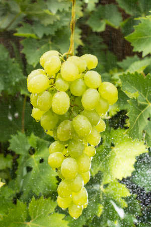 Healthy fruits White wine grapes ripening in the vineyard, wine grapes, green grapes plant, ready to harvestの写真素材