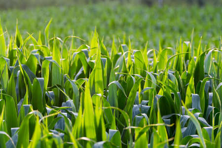 Green fields with corn plants plantations on sunset