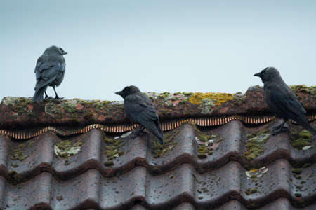 Life of birds, black crows sit on a tiled roof on a rainy day, city lifeの写真素材