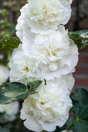White malva flowers, summer blossom in the garden, close upの写真素材