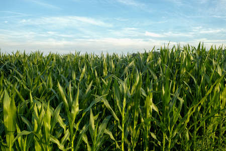 Green fields with corn plants plantations on sunsetの写真素材