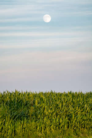 Green fields with corn plants plantations on sunsetの写真素材
