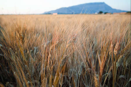 Yellow fields with organic ripe hard wheat, grano duro, Sicily, Italyの写真素材