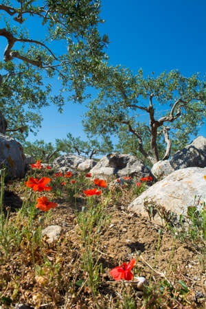 Big and old ancient olive tree in the olive garden in Mediterranean with stones and poppy flowersの写真素材