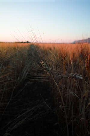 Yellow fields with organic ripe hard wheat, grano duro, Sicily, Italyの写真素材