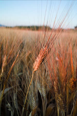 Yellow fields with organic ripe hard wheat, grano duro, Sicily, Italyの写真素材
