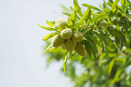 New harvest of almonds, almonds on the tree, Sicily, Italyの写真素材