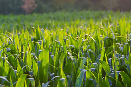 Green fields with corn plants plantations on sunsetの写真素材