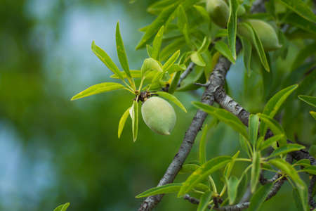 New harvest of almonds, almonds on the tree, Sicily, Italyの写真素材