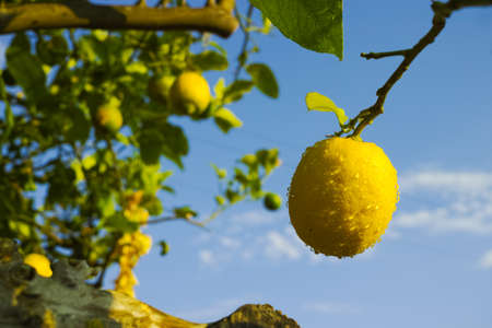 Ripe yellow Sicilian lemons on lemon trees, lemon plantations, ready to harvestの写真素材