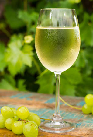 Wine glass with ice cold white wine, outdoor terrace, wine tasting in sunny day, green vineyard garden background and white grapeの写真素材