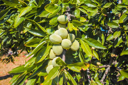 New harvest of almonds, almonds on the tree, Sicily, Italyの写真素材