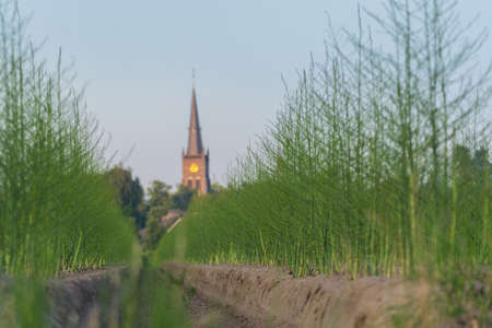 Green asparagus fields in summer time, small village with church tower on sunsetの写真素材
