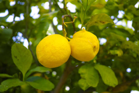 Ripe yellow Sicilian lemons on lemon trees, lemon plantations, ready to harvestの写真素材