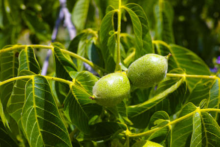 Walnut Tree Grow waiting to be harvested, Sicily, Italyの写真素材