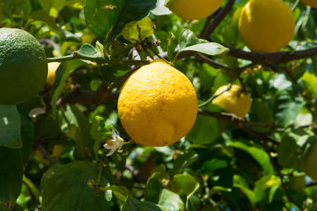 Ripe yellow Sicilian lemons on lemon trees, lemon plantations, ready to harvestの写真素材