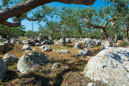 Olive trees in a row on plantation, Sicily, Italyの写真素材