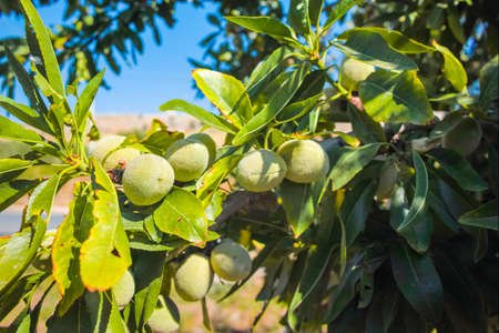 New harvest of almonds, almonds on the tree, Sicily, Italyの写真素材