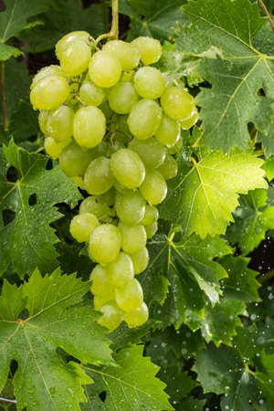 Healthy fruits White wine grapes riping in the vineyard, wine grapes, green grapes plant, ready to harvestの写真素材