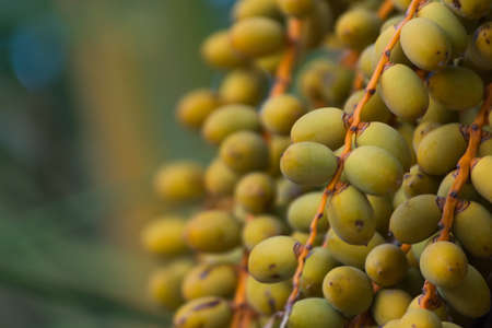 Palm dates growing on the palm tree close up copy spaceの写真素材