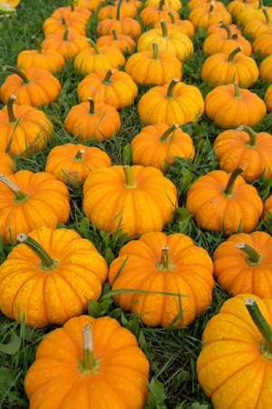 Ripe colorful pumpkins  on the green grass, new harvest, ready to cook and for decorationの写真素材