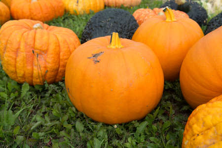 Ripe colorful pumpkins  on the green grass, new harvest, ready to cook and for decorationの写真素材