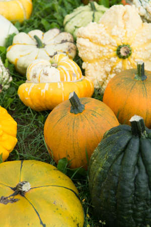 Ripe colorful pumpkins  on the green grass, new harvest, ready to cook and for decoration