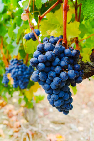 Ripe red wine grape ready to harvest, South Franceの写真素材