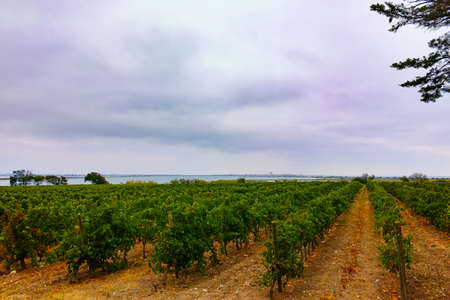 Vineyard in Domaine de Maguelone near Montpellier, South France, red wine grape plantationの写真素材