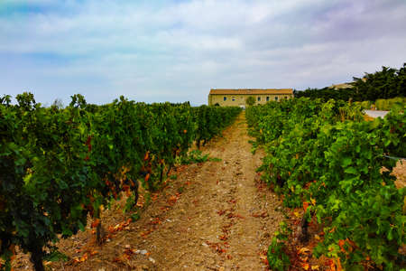 Vineyard in Domaine de Maguelone near Montpellier, South France, red wine grape plantationの写真素材