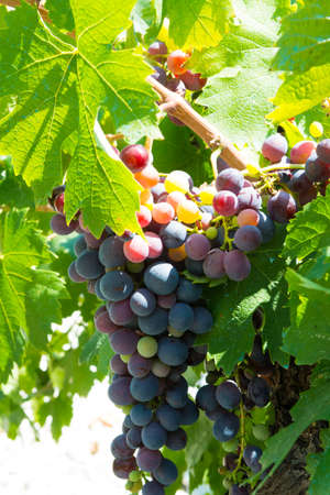 Red abd rose wine grapes riping in the south french vineyards, Provence,