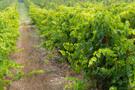 Vineyard in Domaine de Maguelone near Montpellier, South France, red wine grape plantationの写真素材
