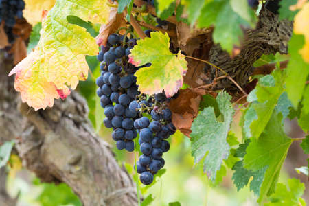 Ripe red wine grape ready to harvest, South Franceの写真素材