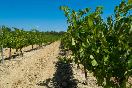 White wine grapes riping in the south french vineyards Provenceの写真素材