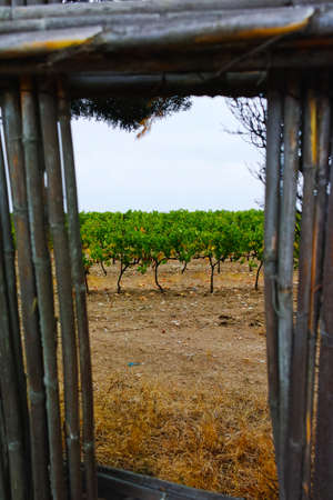 Vineyard in Domaine de Maguelone near Montpellier, South France, red wine grape plantationの写真素材