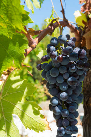 Red abd rose wine grapes riping in the south french vineyards, Provence,の写真素材
