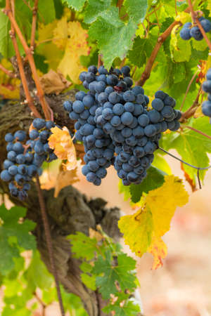 Ripe red wine grape ready to harvest, South Franceの写真素材