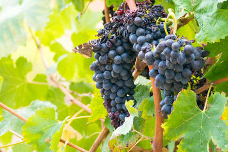 Ripe red wine grape ready to harvest, South France