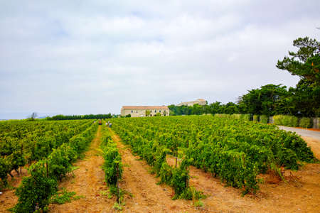 Vineyard in Domaine de Maguelone near Montpellier, South France, red wine grape plantationの写真素材