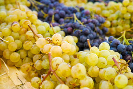 White muscat grape and dark grape - sweet and tasty dessert, healthy fruit from south vineyards of Provence on the marketの写真素材