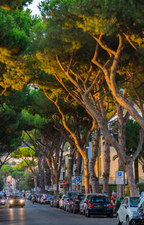 Mediterranean ciry near the sea - shadow road with cars and high pine trees on sunsetの写真素材