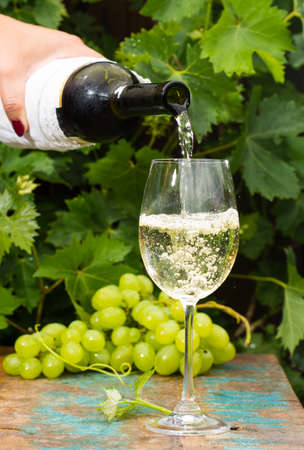 Waiter pouring a glass of ice cold white wine, outdoor terrace, wine tasting in sunny day, green vineyard garden background and white grapeの写真素材
