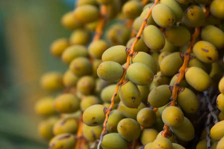 Palm dates growing on the palm tree close up copy spaceの写真素材