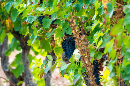 Ripe red wine grape ready to harvest, South Franceの写真素材