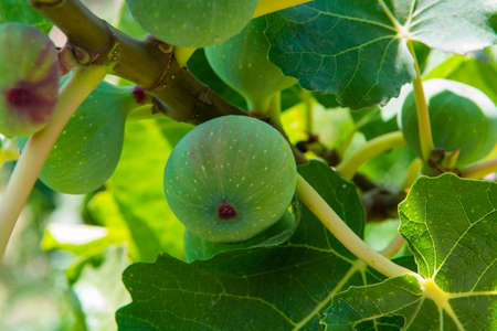 Riping figs on the tree, tasty and healthy food, good for jam abd cheeseの写真素材